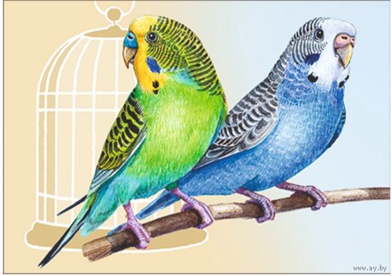 Волнистые попугаи. Открытка, глянец