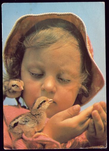1987 год А.Рябко Птенцы