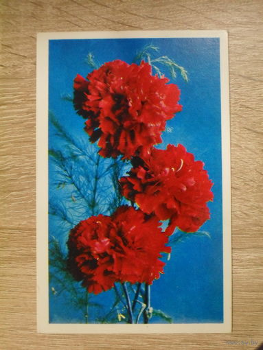 ПОДПИСАННАЯ ОТКРЫТКА СССР. "ГВОЗДИКИ". ФОТО. Г. КОСТЕНКО. 1975 ГОД.