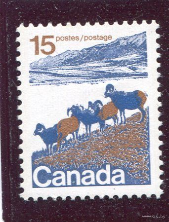 Канада. Стандарт. Фауна. Толсторогий баран