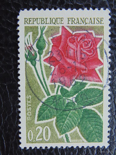 Франция. Розы.