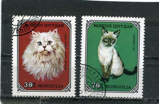 Монголия. Кошки