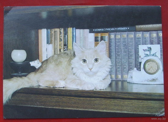 Кот-книголюб. Чистая. 1989 года. Фото Кондратьева. 14.