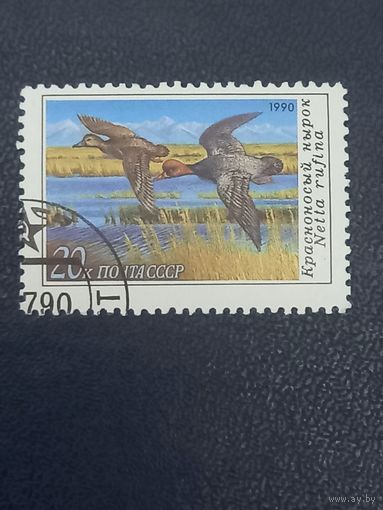 СССР 1990. Красноносый нырок.