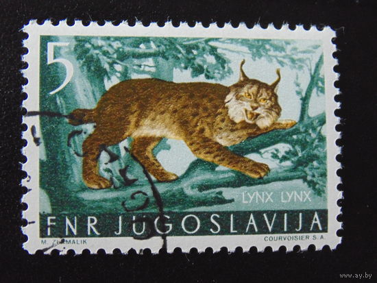Югославия. Рысь.