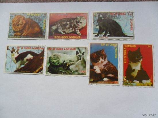 Экваториальная Гвинея, кошки