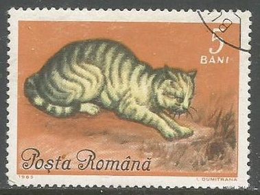 Румыния. Европейская кошка. 1965г. Mi#2387.