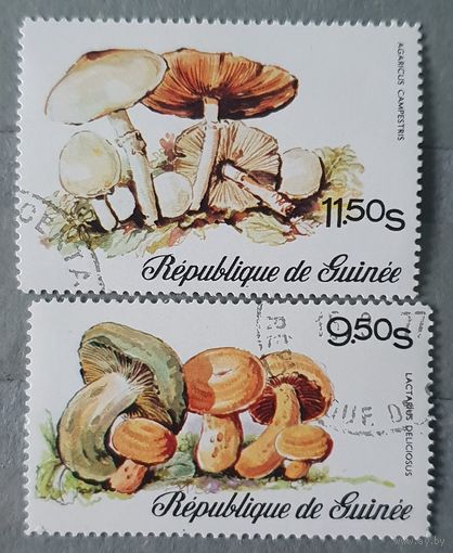 Гвинея грибы 2шт