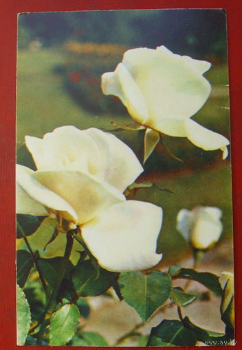 Роза " Вирго ". Чистая. 1974 года. Фото Матанова. *81.