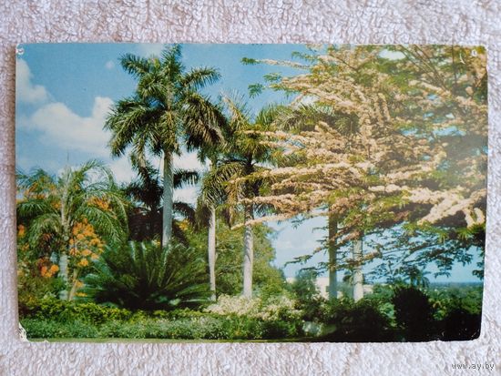 Куба, Гавана. Частный сад в жилой зоне