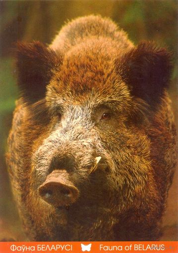 Фауна Беларуси: кабан, тираж 2000 экз., чистая, 2014