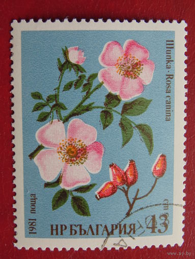 Болгария 1981 г. Цветы.