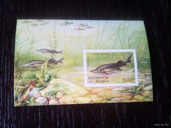 Беларусь 1997 блок рыбы