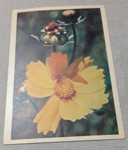 Цветы: кореопсис многолетний. Фото Г.Самсонова. Чистая, 1957, издательство "Правда"