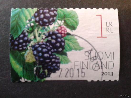 Финляндия 2013 ежевика