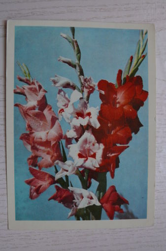 Папкович Л., Гладиолусы; 1971, чистая (изд. Минск).