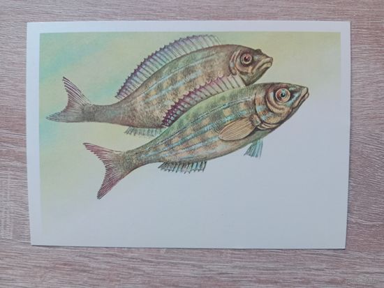 Левиновский 1983, чистая