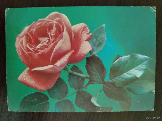 Роза 1987 П. Костенко Прошла почту