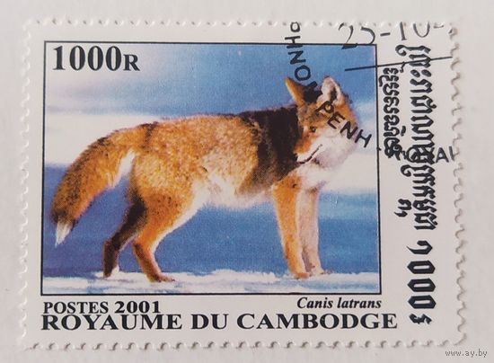 Камбоджа 2001, лиса