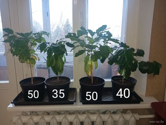 Кофе Арабика