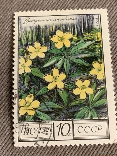 СССР 1975. Ветреница лютичная. Марка из серии