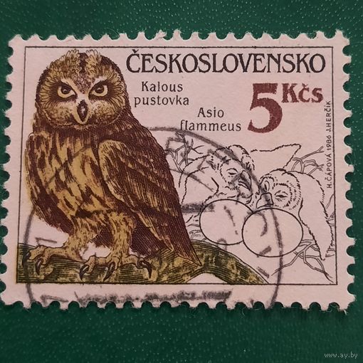 Чехословакия 1986. Фауна. Сова. Asio flammeus