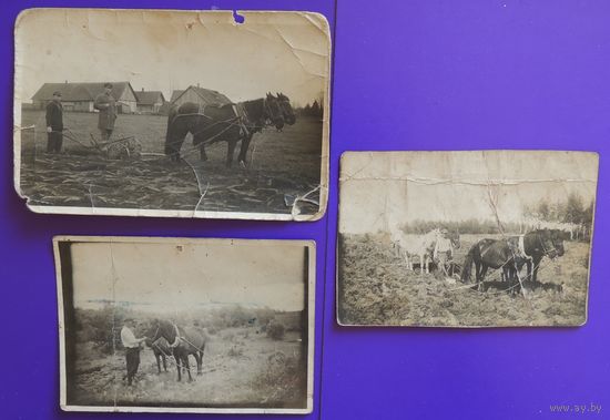 Фото "Этнография", Зап. Бел., 1930-е гг.