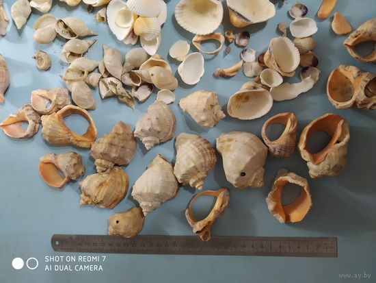 Ракушки раковины для поделок декупажа декора аквариума