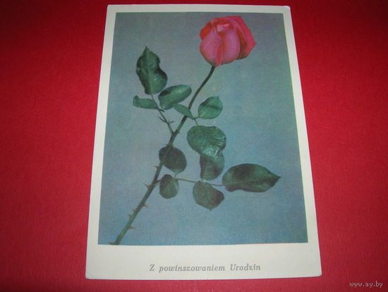 Цветы Роза Польша 1968 год Издание RUCH чистая