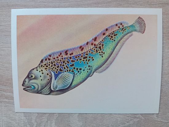 Левиновский 1983,чистая