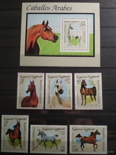 Сахара 1997 г. Лошади.