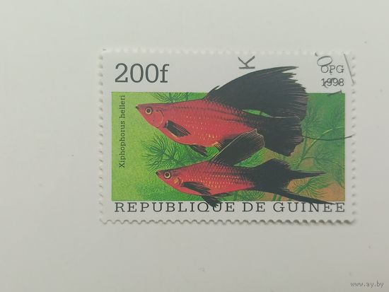 Гвинея 1998. Популярные аквариумные рыбки