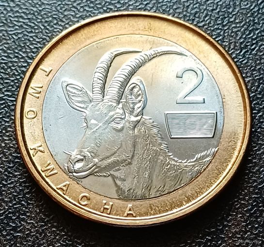 Замбия 2 квачи, 2024