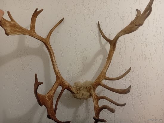 Рога в загородный дом
