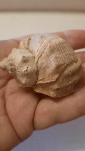 Ракушка черноморская Рапан