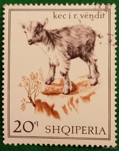 Албания 1968. Домашние козы