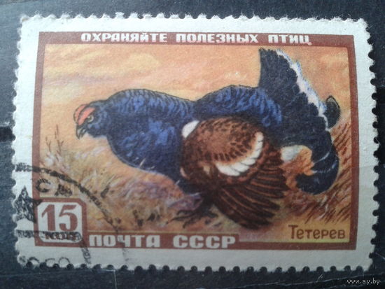 1957  Тетерев