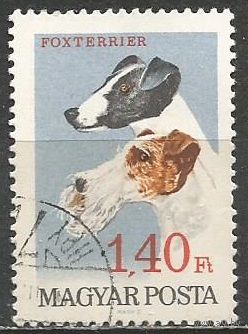 Венгрия. Гладкошерстный и жесткошерстный фокстерьер. 1967г. Mi#2340.