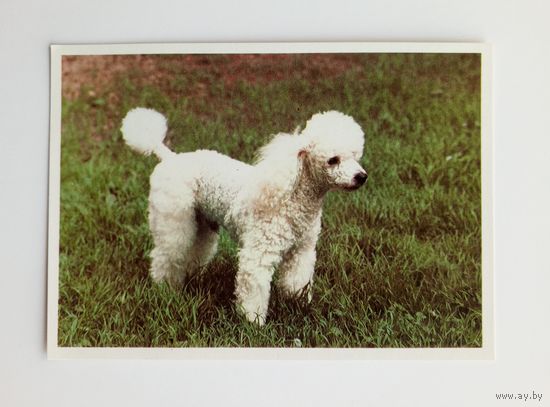 Пудель карликовый белый. Издательство Братислава. Чистая.