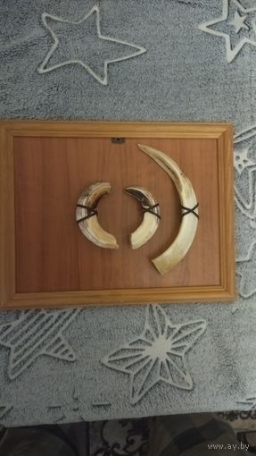 Панно клыки кабана-трофей