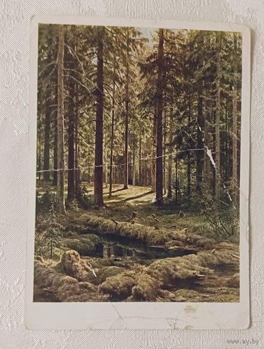 Открытка Шишкин И.И. Хвойный лес. Солнечный день. 1968