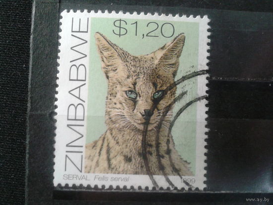 Зимбабве, 1999. Сервал