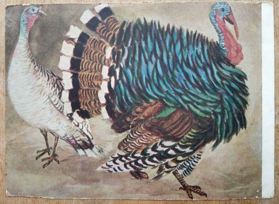 Пластов А. Индюки. 1954 г. Чистая.