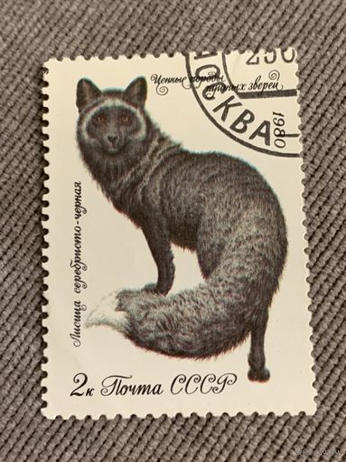 СССР 1980. Лисица серебристо-чёрная. Марка из серии