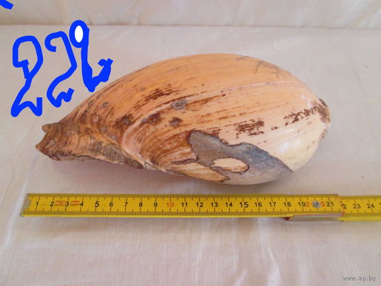 Ракушка большая океанская 1960-х годов  ссср,