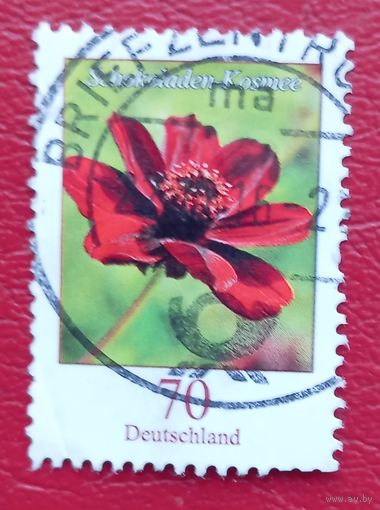 Германия, 2015 г., флора, космея шоколадная