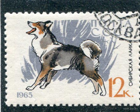 СССР 1965. Сибирская лайка