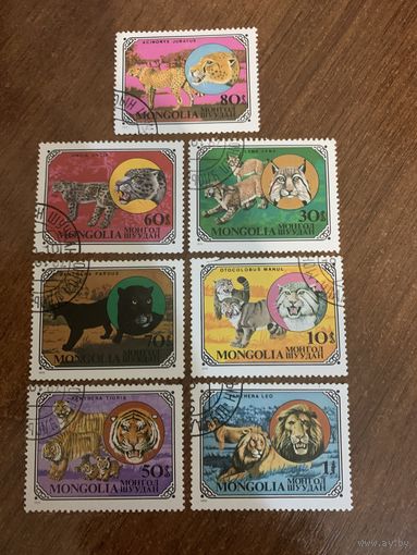 Монголия 1979. Дикие кошки. Полная серия