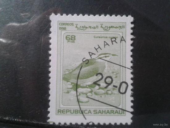 Сахара, 1998. Фауна