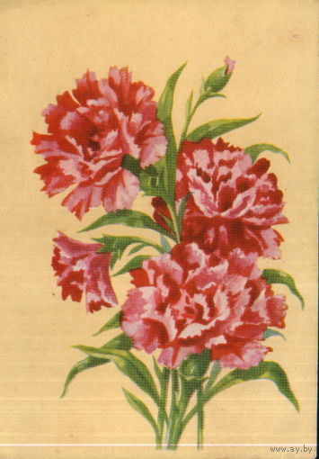 Подписанная открытка 1961 г. БССР "Гвоздика" худ. В. Зеленов